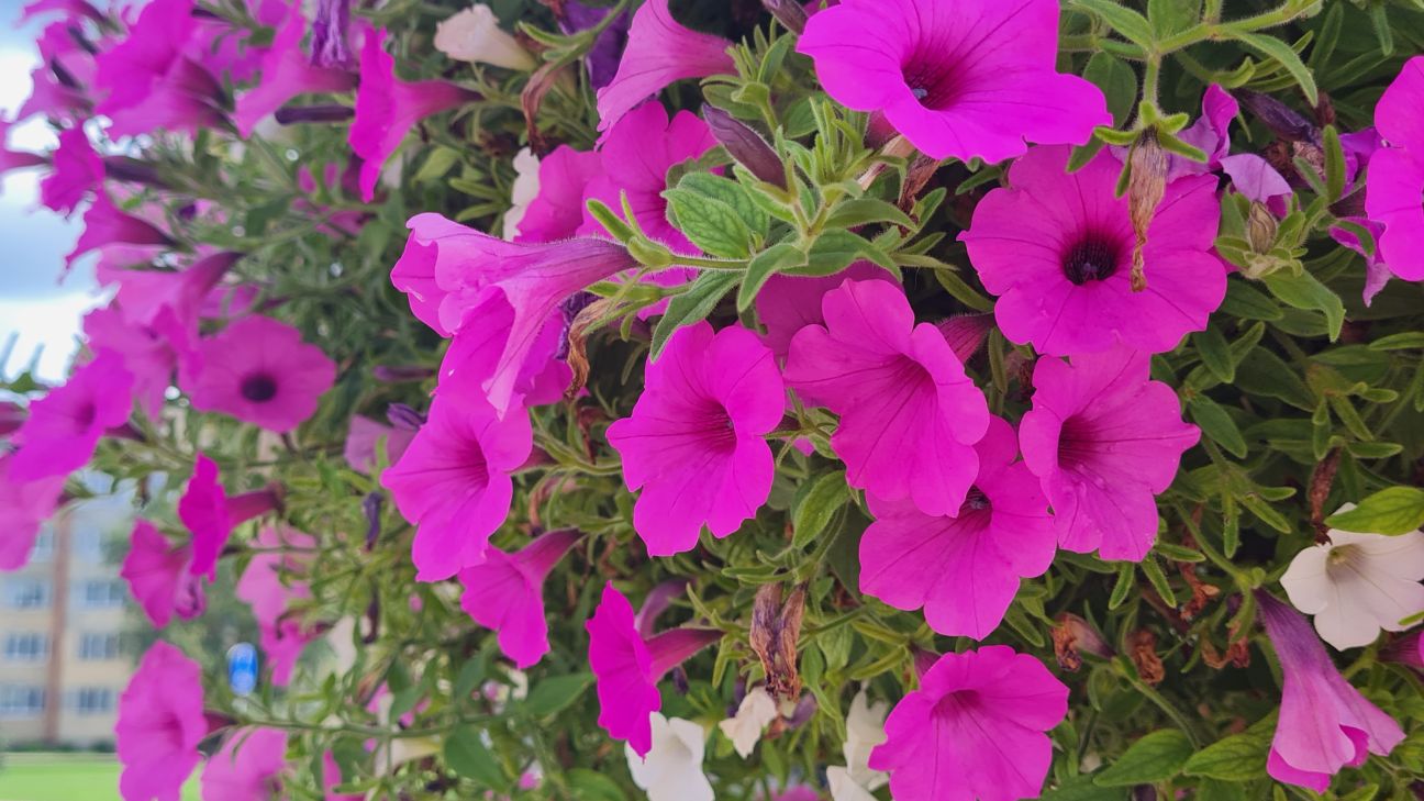 Zinību dienas pasākumi Jēkabpils novada skolās