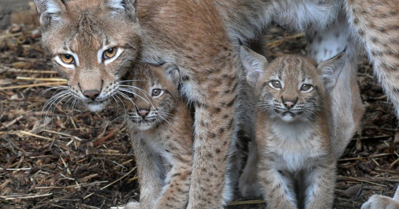 Jēkabpilie&scaron;i aicināti iesniegt idejas mazo lūsēnu vārdiem