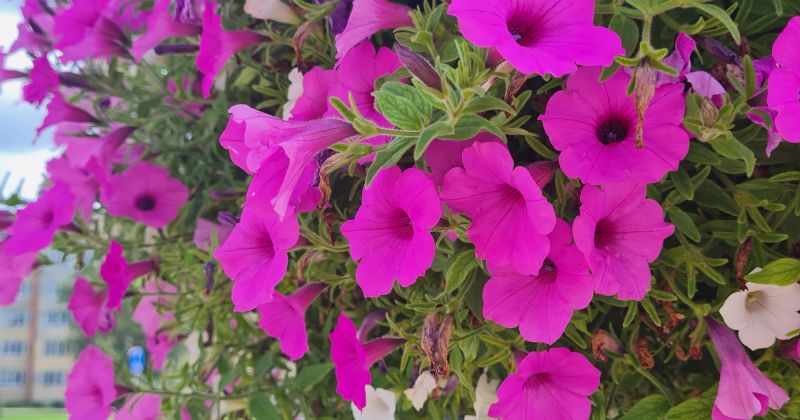 Zinību dienas pasākumi Jēkabpils novada skolās