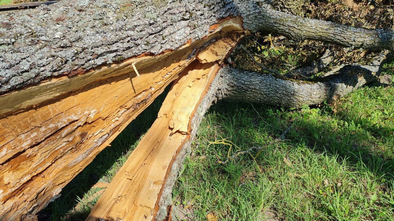 Viesītes pagastā no lūzušiem kokiem atbrīvoti vairāki ceļi