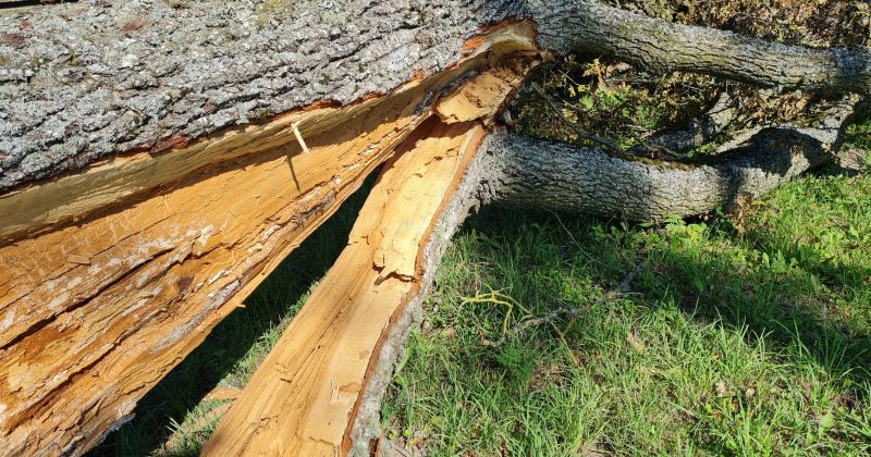 Viesītes pagastā no lūzu&scaron;iem kokiem atbrīvoti vairāki ceļi