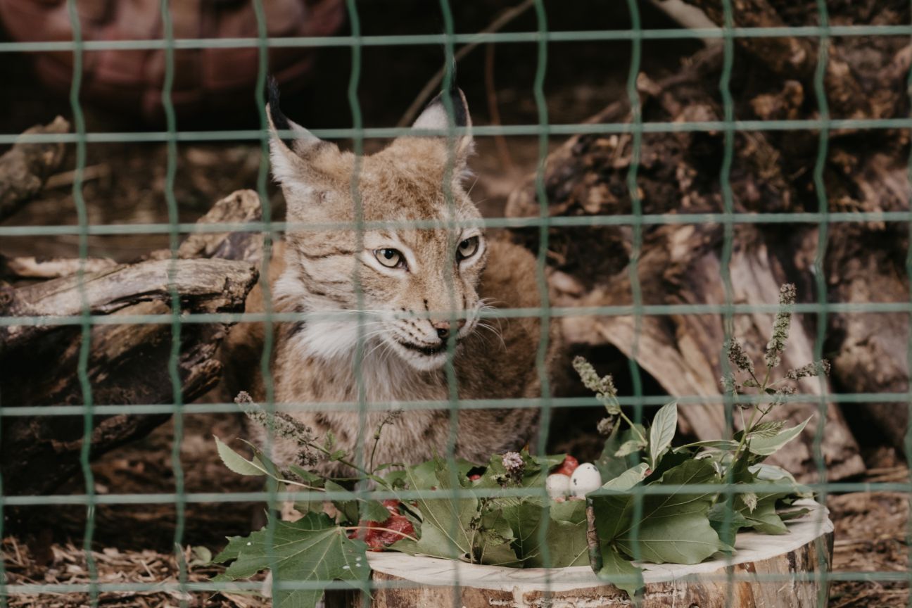Rīgas Zoodārza lūsēnus nosauc par Rūdi un Rasu