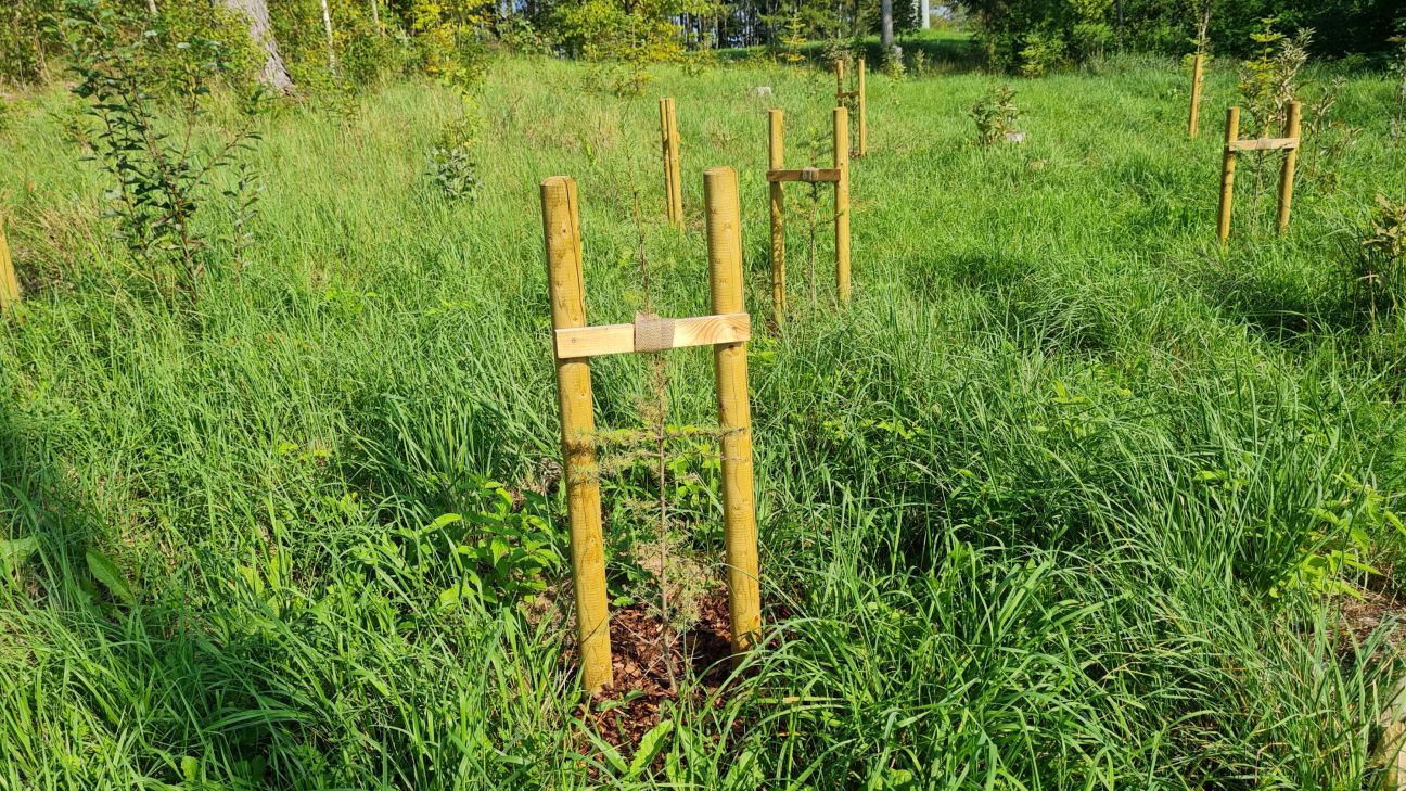 Jēkabpils Mežaparkā iestādīti 70 jauni kociņi