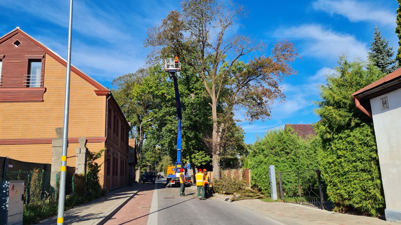 Jēkabpilī zāģē slimus un bīstamus kokus