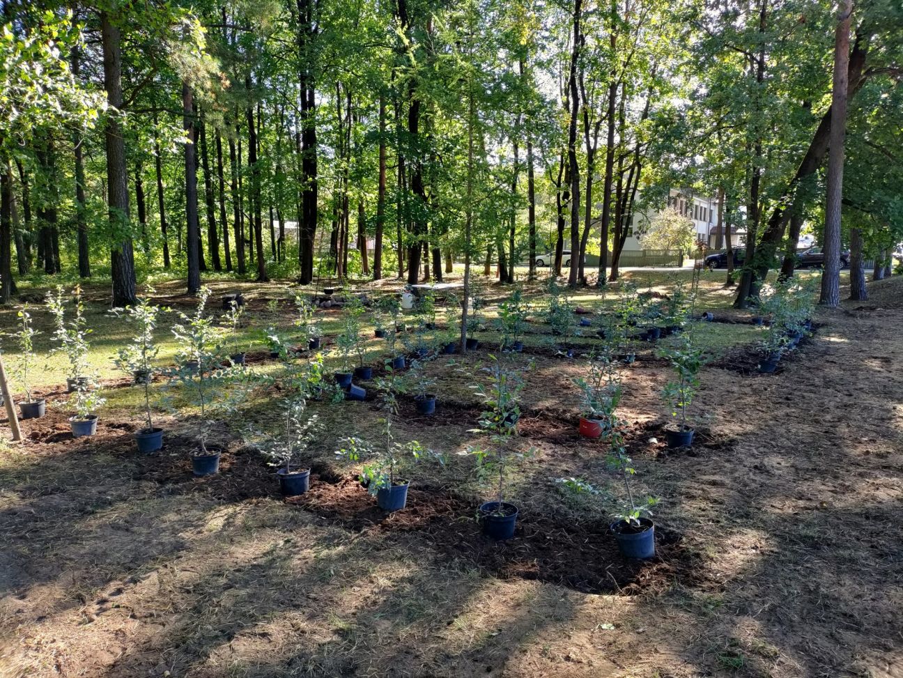 Līvānu pilsētas parkā izveidots zaļais “Mini labirints”