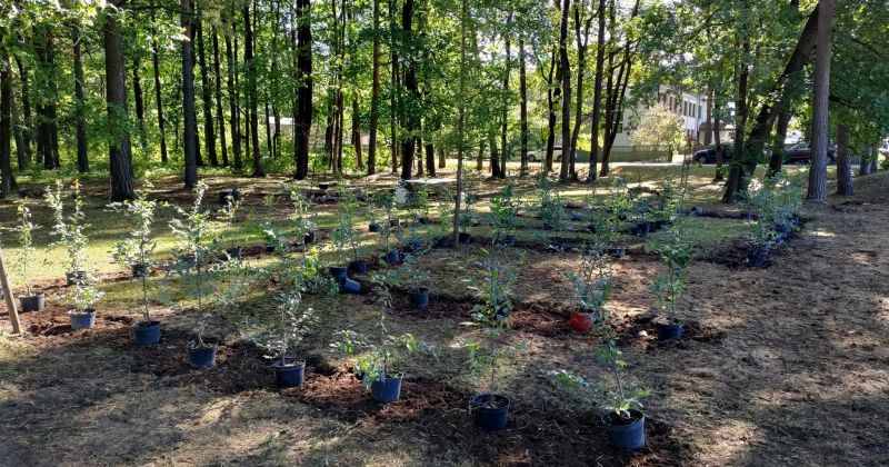 Līvānu pilsētas parkā izveidots zaļais &ldquo;Mini labirints&rdquo;