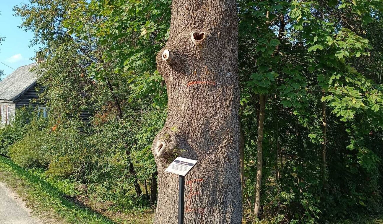 Aknīstē apskatāms Eko stumbenis