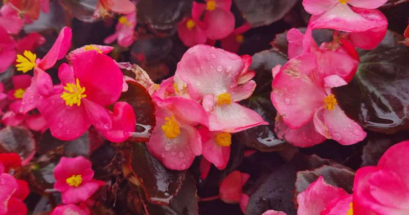 Zīlānu novērojumu stacijā turpinās meteoroloģiskā vasara