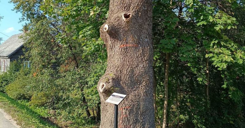 Aknīstē apskatāms Eko stumbenis