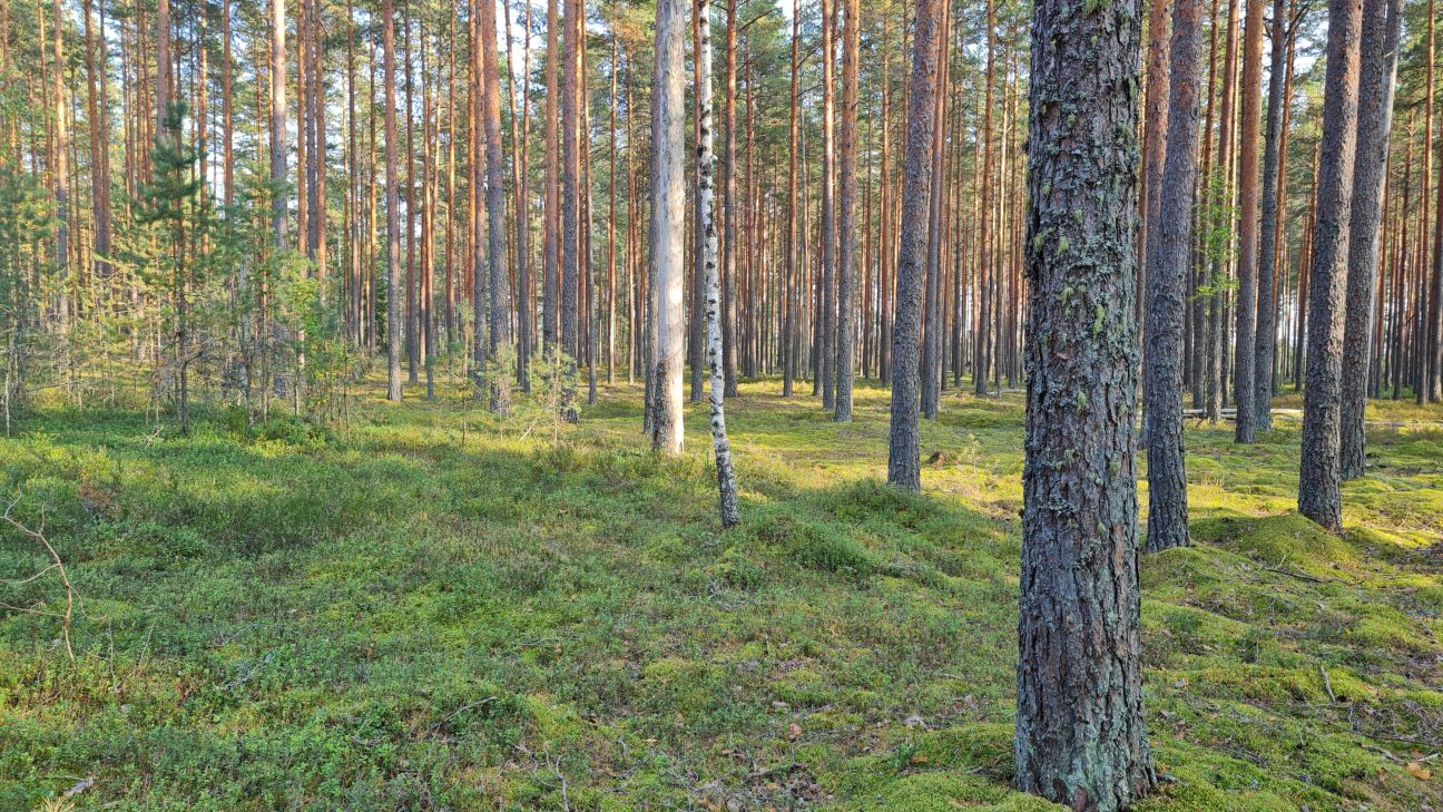 Piecās novērojumu stacijās, tostarp Zīlānos, pārspēti 27.septembra gaisa temperatūras rekordi