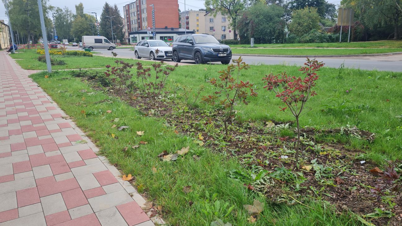 Draudzības alejā iestādītie augi netiek pienācīgi kopti