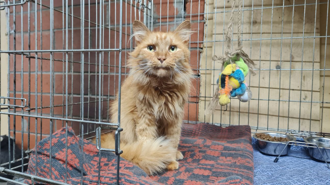 Jēkabpilī no bada nāves izglābj kaķi