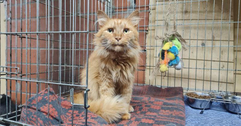 Jēkabpilī no bada nāves izglābj kaķi