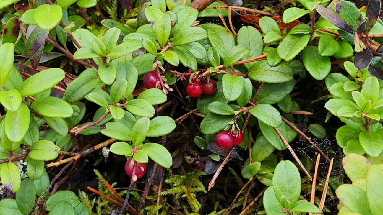 Mazinās dzērveņu lasītāju pārkāpumi Teiču dabas rezervātā