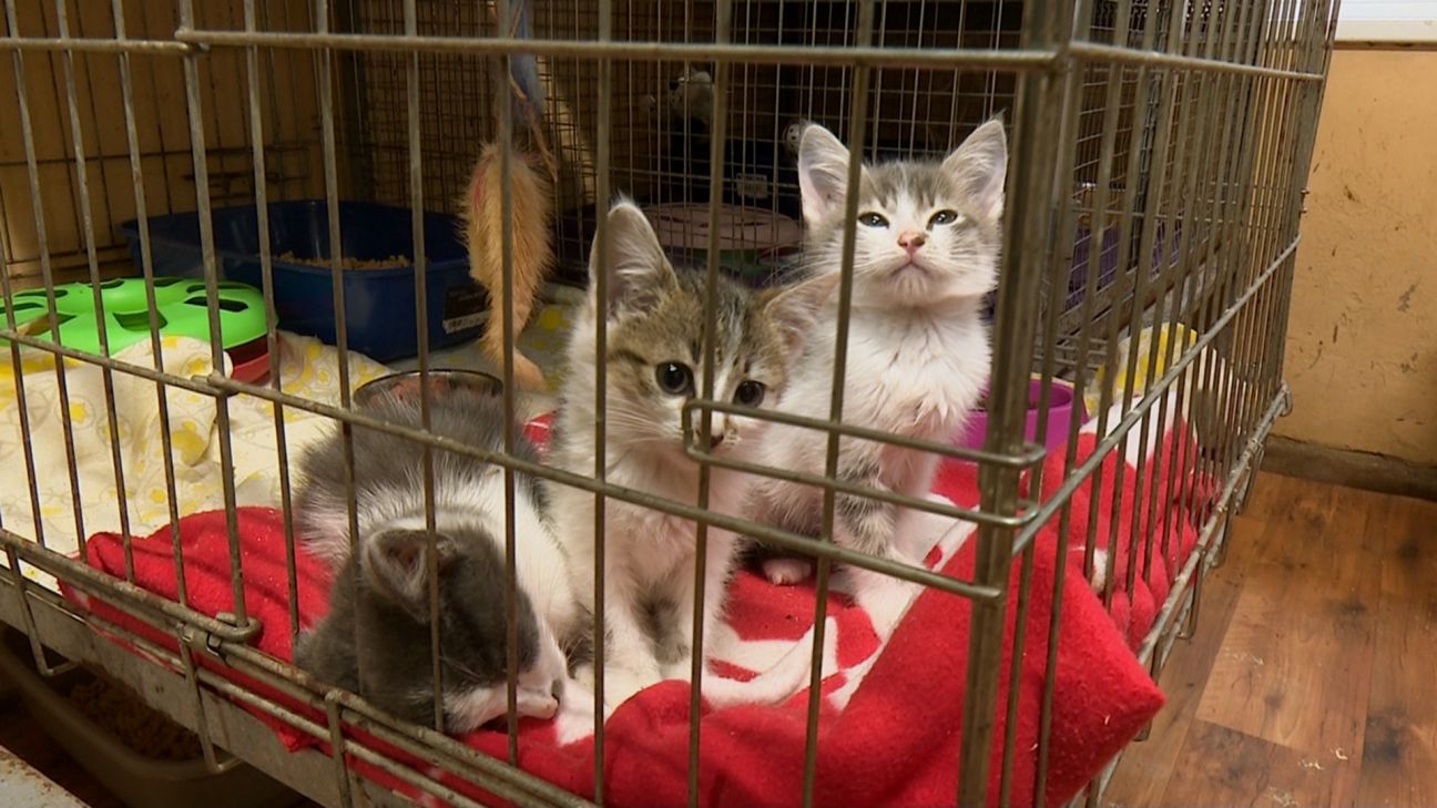 Salas jaunieši vāc ziedojumus Jēkabpils dzīvnieku patversmes iemītniekiem