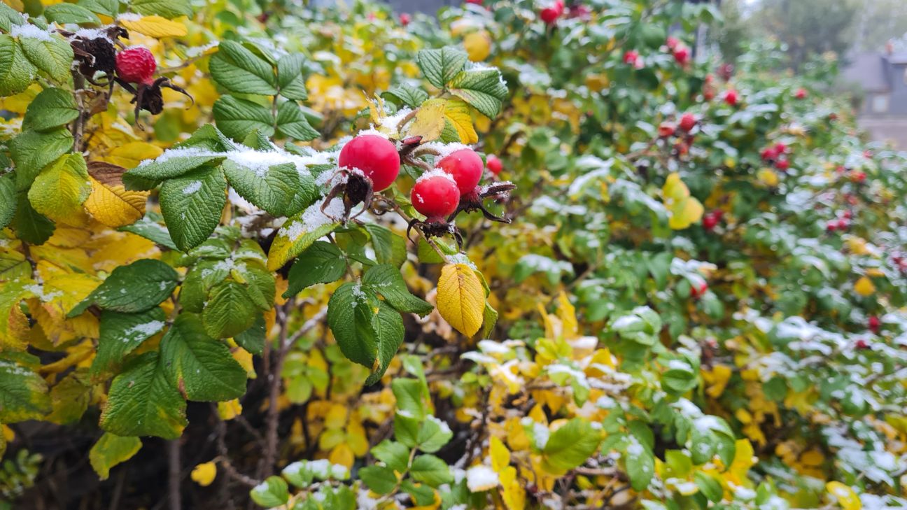 Jēkabpilī 26.oktobrī - šīs sezonas pirmais sniegs