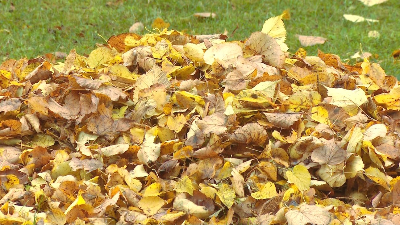 Arī Aknīstē un Viesītē rudens lapas tiks izvestas bez maksas