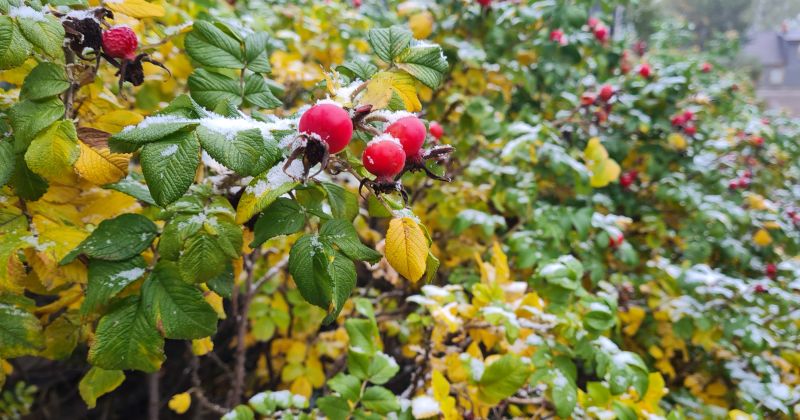 Jēkabpilī 26.oktobrī - &scaron;īs sezonas pirmais sniegs