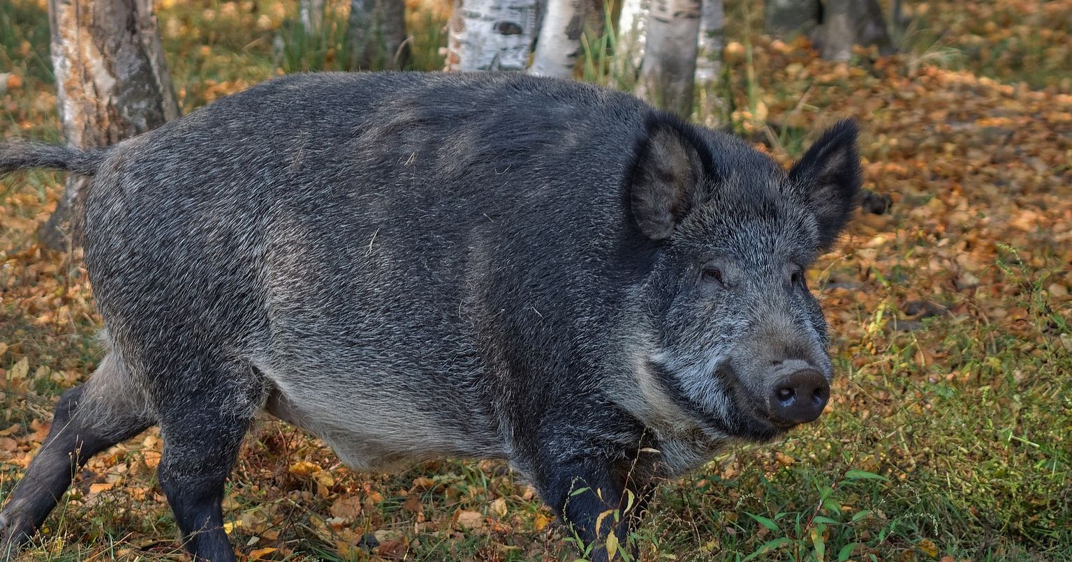 Iepriek&scaron;ējā nedēļā Āfrikas cūku mēris konstatēts trim mežacūkām Jēkabpils novadā