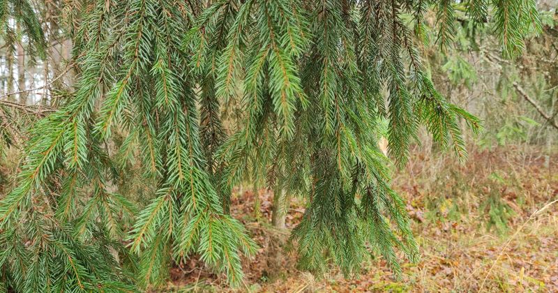 Valsts meža dienests pozitīvi vērtē mizgrauža ierobežo&scaron;anas pasākumus