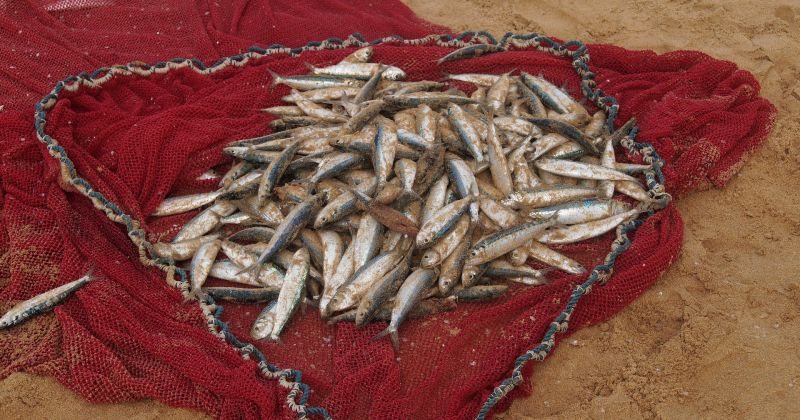 5.decembrī Jēkabpilī būs mācības zvejniekiem par datu ievadī&scaron;anu