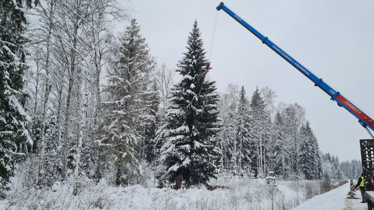 Jēkabpils galvenā svētku egle šogad izvēlēta Viesītes mežos