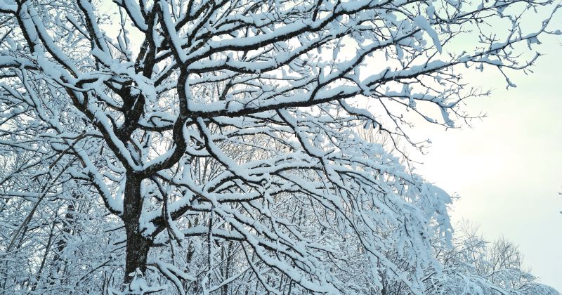 Visbiezākā sniega sega 1.decembrī - Līvānu novada Rožupē