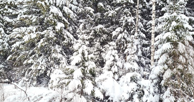 Arī &scaron;ogad katra mājsaimniecība drīkst nozāģēt vienu eglīti Latvijas valsts mežos