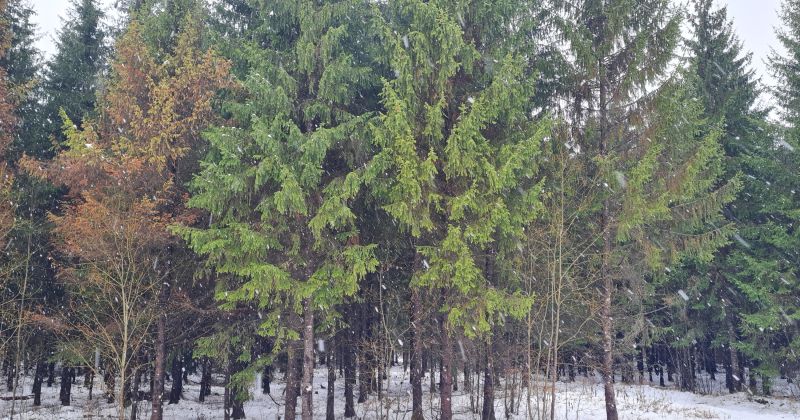 9.decembrī Laukezera dabas parkā notiks spēle ģimenēm