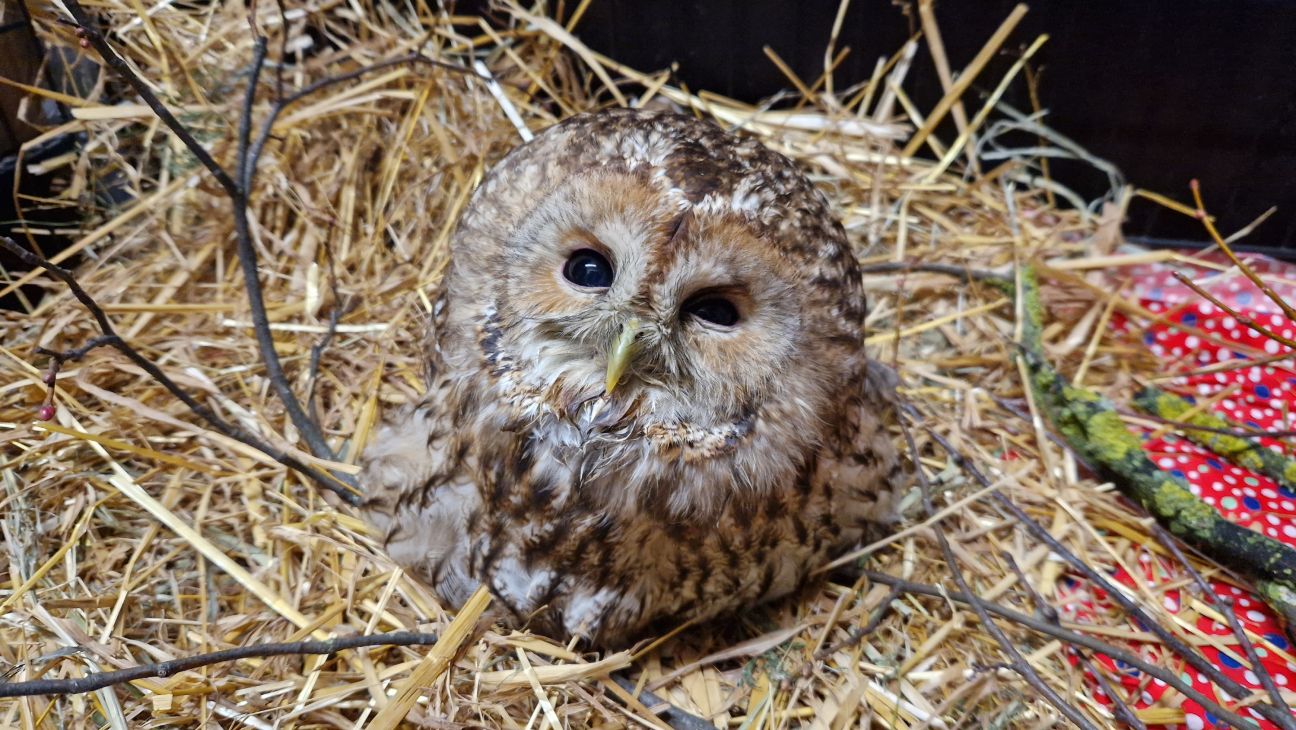Jēkabpils dzīvnieku patversmē nonākusi pūce