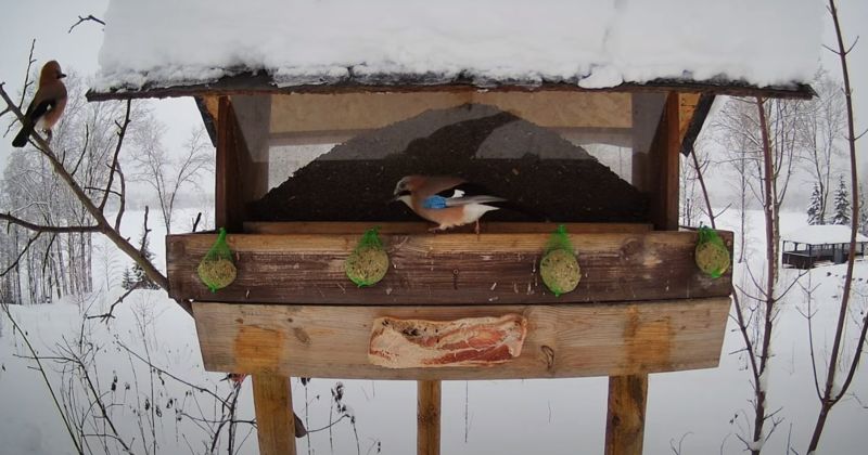 Tie&scaron;raidē skatāma putnu barotava pie Baļotes ezera