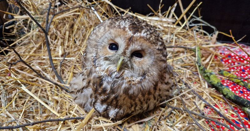 Jēkabpilī atrastā pūce atrodas biedrībā &ldquo;Drauga spārns&rdquo;