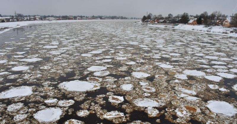 Daugavā pie Jēkabpils &ndash; intensīva vižņu kustība