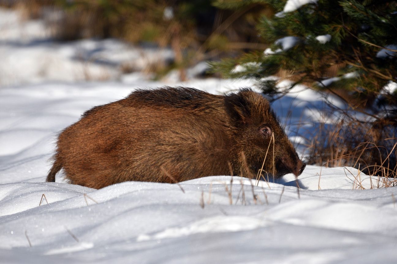 Aizvadītajā nedēļā Āfrikas cūku mēris fiksēts sešām mežacūkām Viesītes pagastā