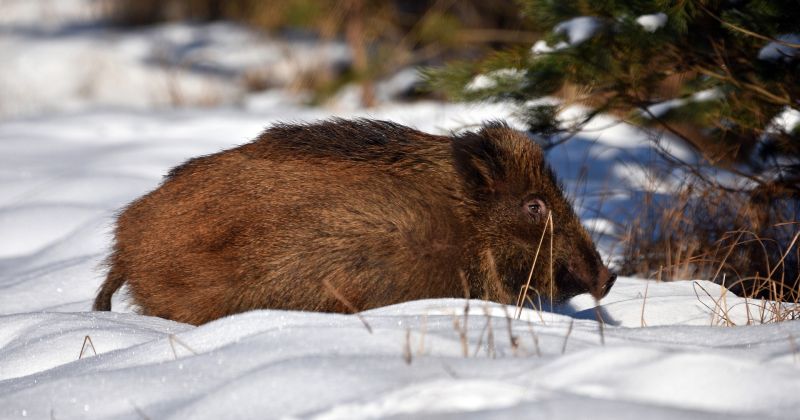 Aizvadītajā nedēļā Āfrikas cūku mēris fiksēts se&scaron;ām mežacūkām Viesītes pagastā