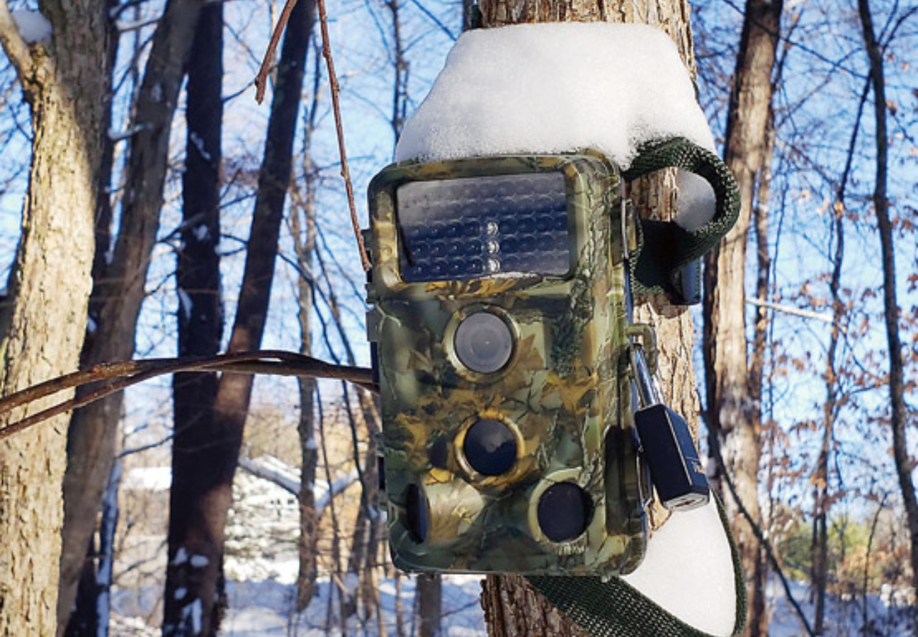 Rubenē nozog meža kameru