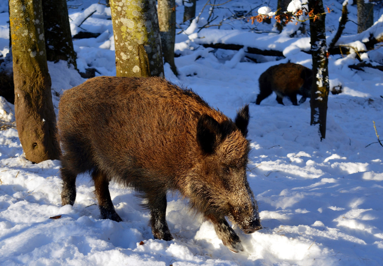 Āfrikas cūku mēris pagājušonedēļ konstatēts četrām mežacūkām Jēkabpils novadā