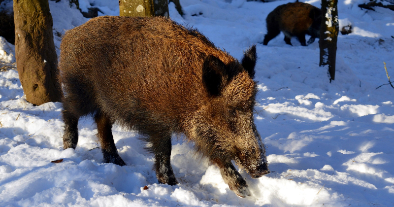 Āfrikas cūku mēris pagāju&scaron;onedēļ konstatēts četrām mežacūkām Jēkabpils novadā