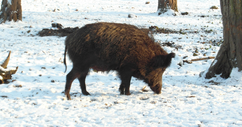Āfrikas cūku mēris pagāju&scaron;ajā nedēļā konstatēts septiņām mežacūkām Jēkabpils novadā