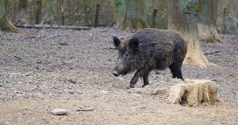 Jēkabpils novadā nedēļas laikā Āfrikas cūku mēris konstatēts 16 mežacūkām