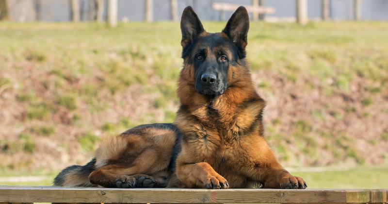 &ldquo;Jēkabpils pakalpojumi&rdquo; aicina satīrīt aiz sava suņa