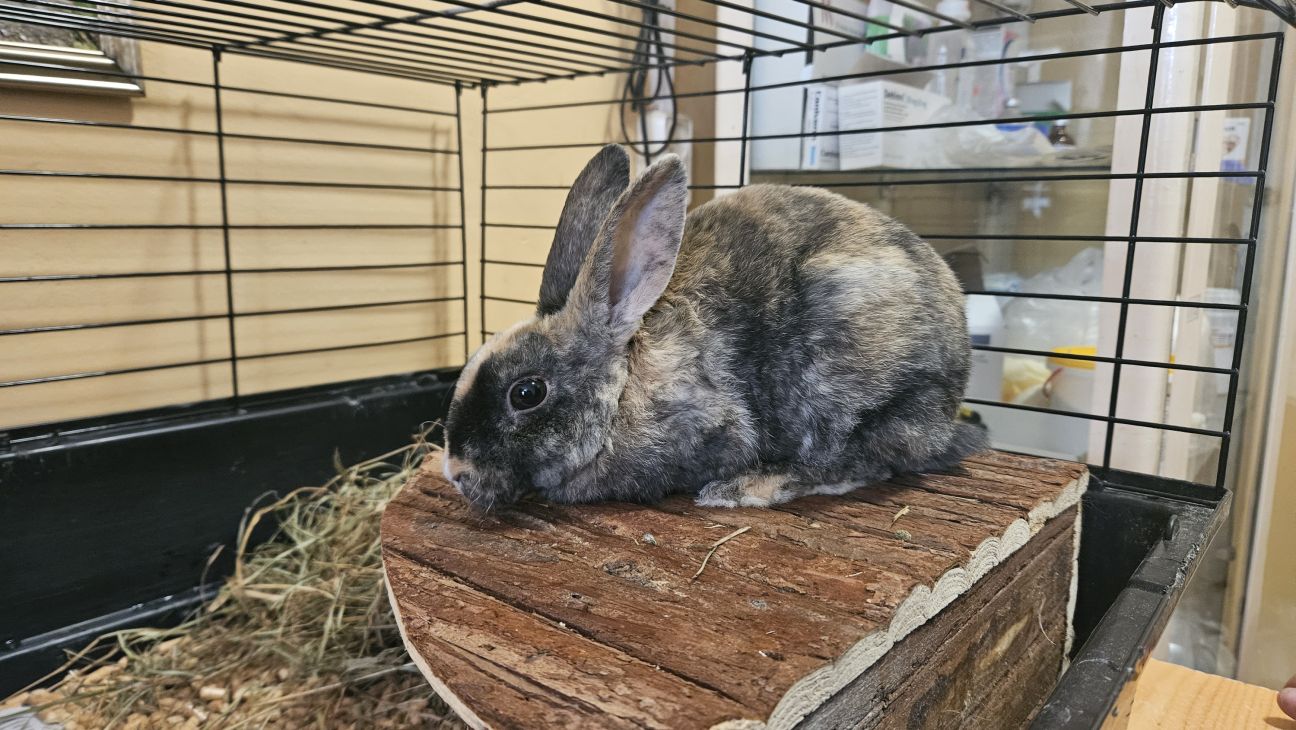 Jēkabpilī atrod kastē atstātu pundurtrusīti