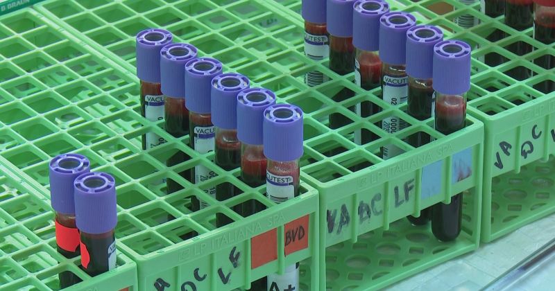 Ziedo asinis Donoru dienās Jēkabpilī