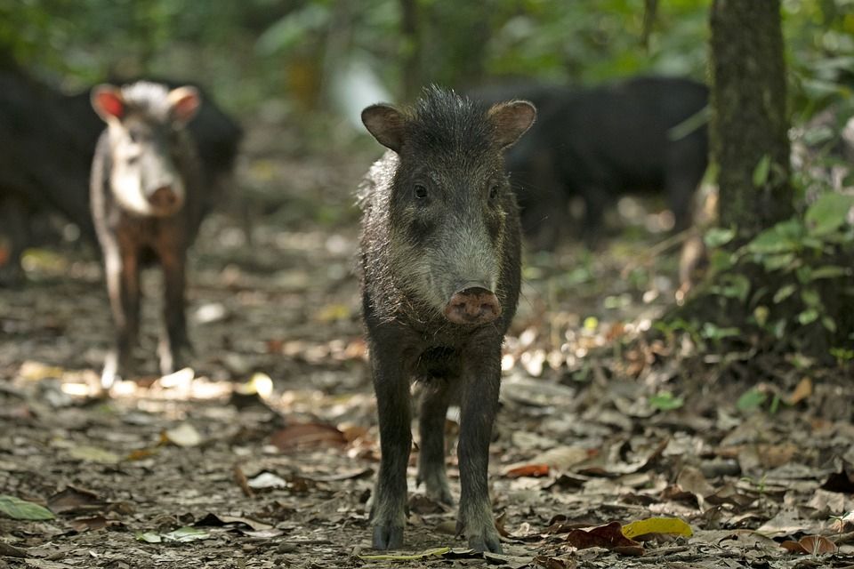 Jēkabpils novadā Āfrikas cūku mēris pagājušajā nedēļā konstatēts 21 mežacūkai 