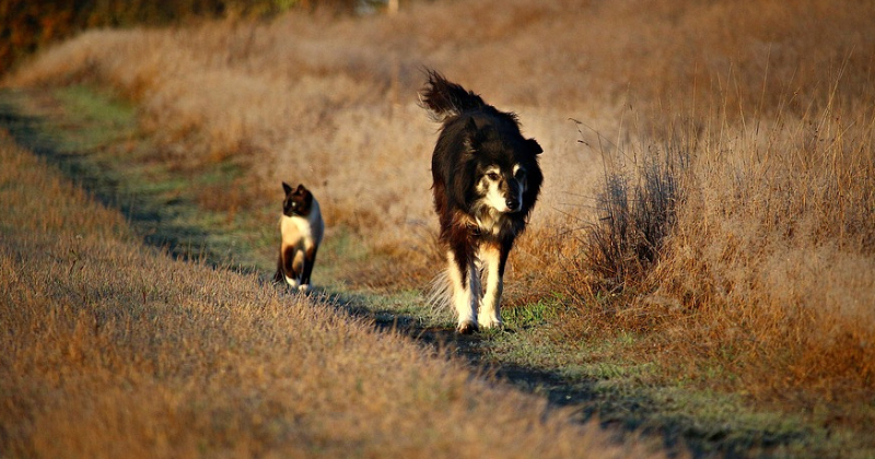 Noteikumi par mājdzīvnieku turē&scaron;anu Jēkabpils novadā