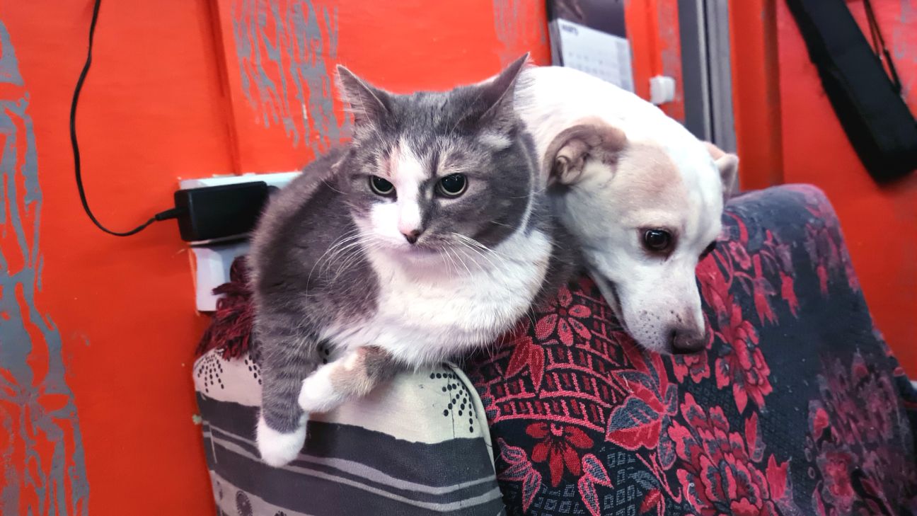 Būs stingrākas prasības mājdzīvnieku turētājiem