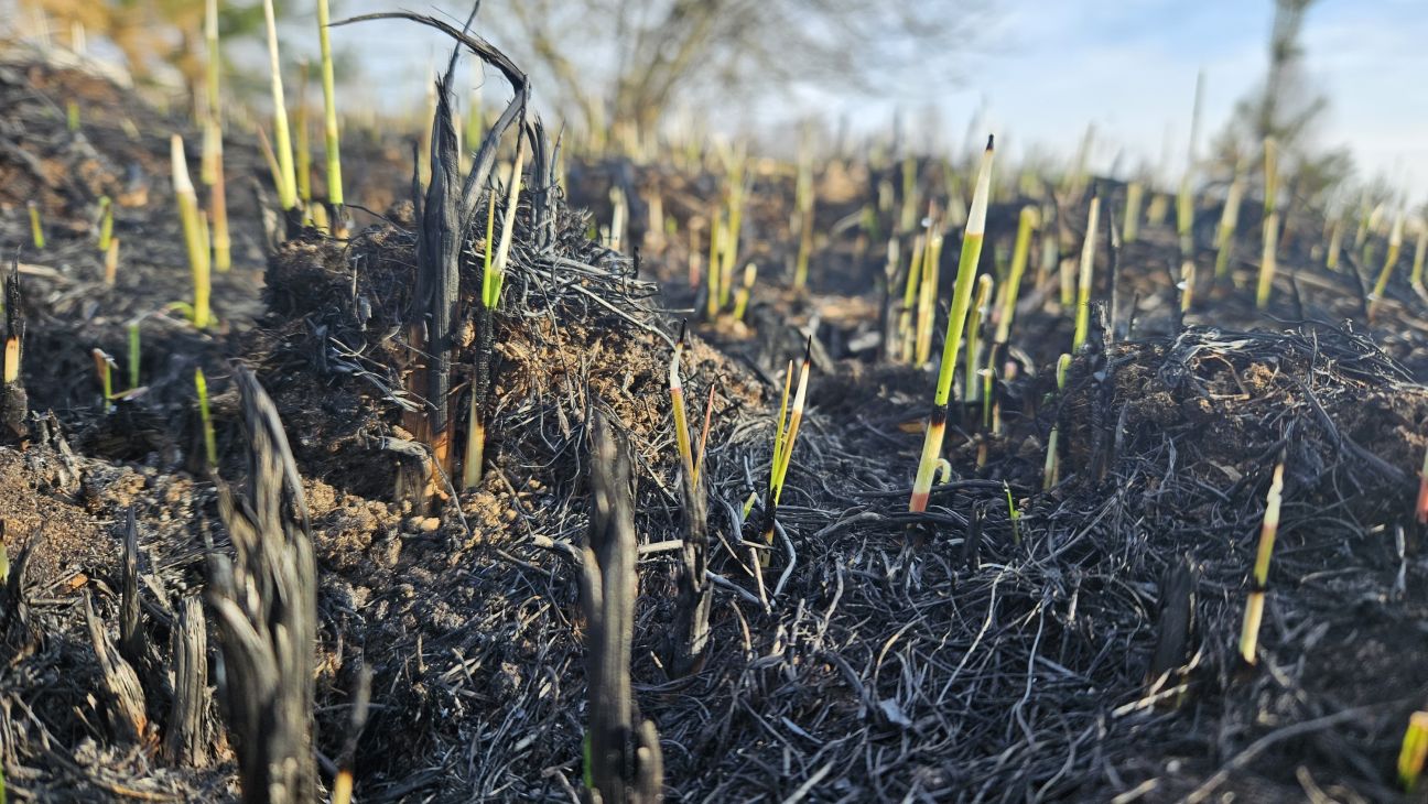 Jēkabpilī dzēsts viens kūlas ugunsgrēks