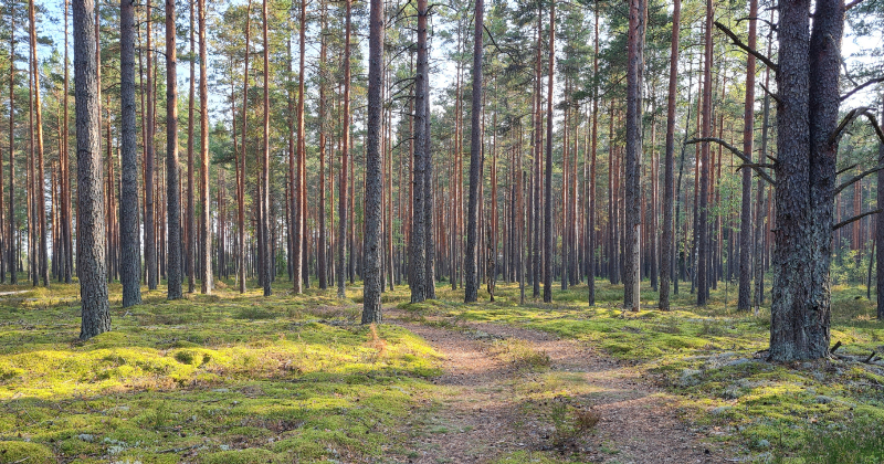 Rubenes pagastā mežā apmaldījies cilvēks