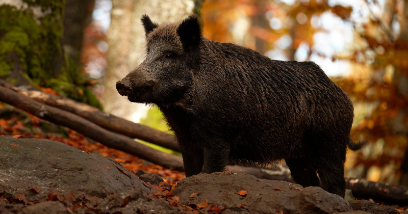 Jēkabpils novadā konstatēts Āfrikas cūku mēris