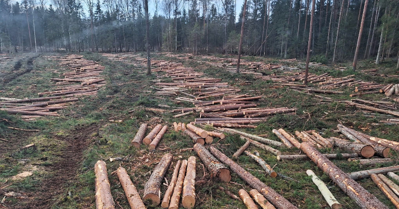 Jēkabpils novadā nelikumīgi izcirsts mežs